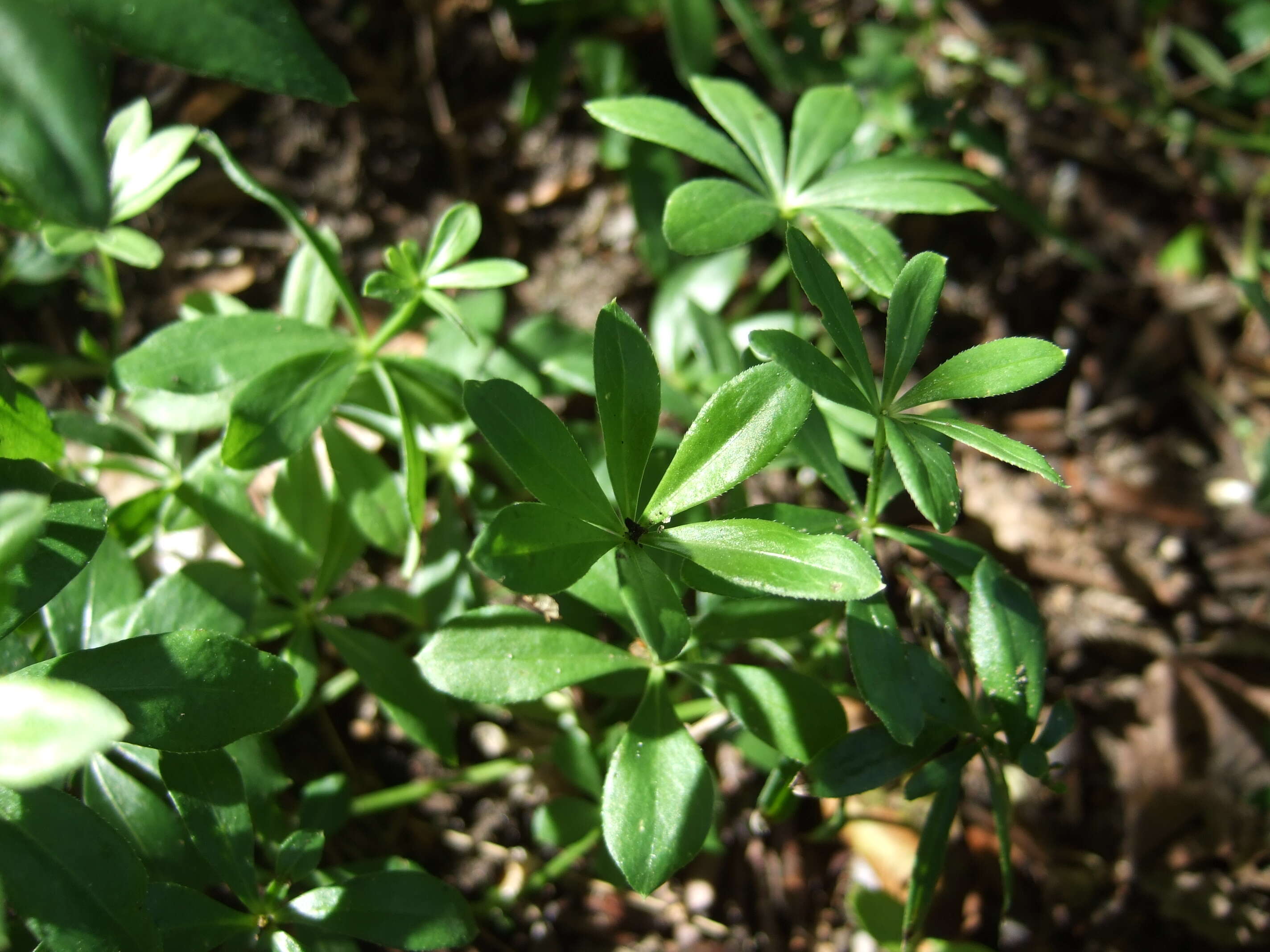 Image of Woodruff