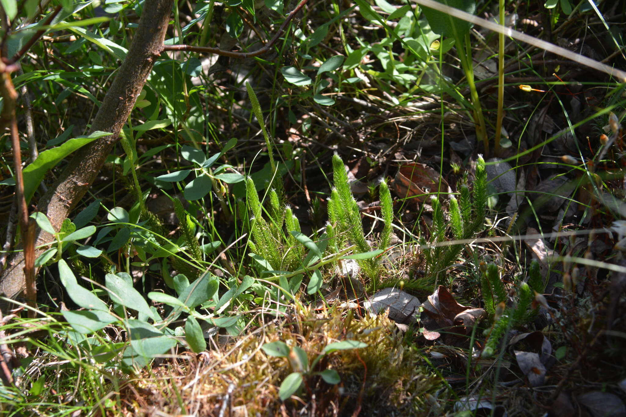 Image of Spinulum annotinum subsp. alpestre