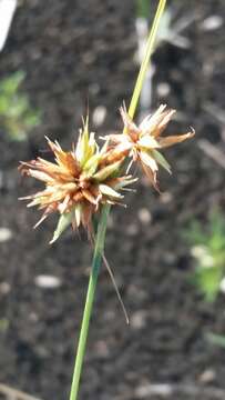 Image of Tracy's Beak Sedge