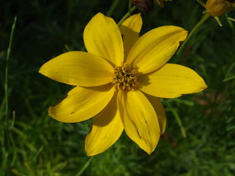 Image of whorled tickseed