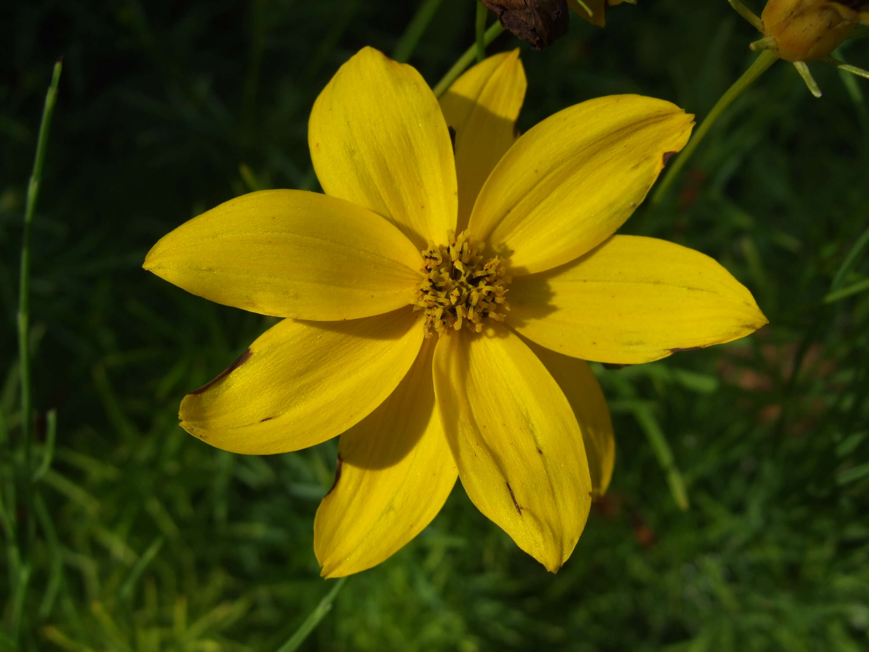 Image of whorled tickseed