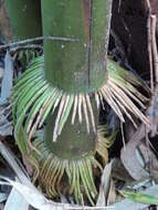 Слика од Phyllostachys nigra (Lodd. ex Lindl.) Munro