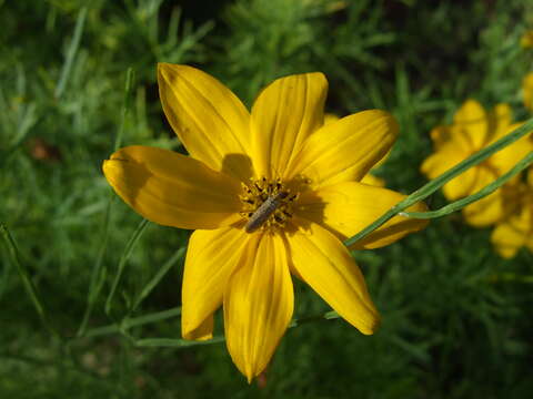 Image of whorled tickseed