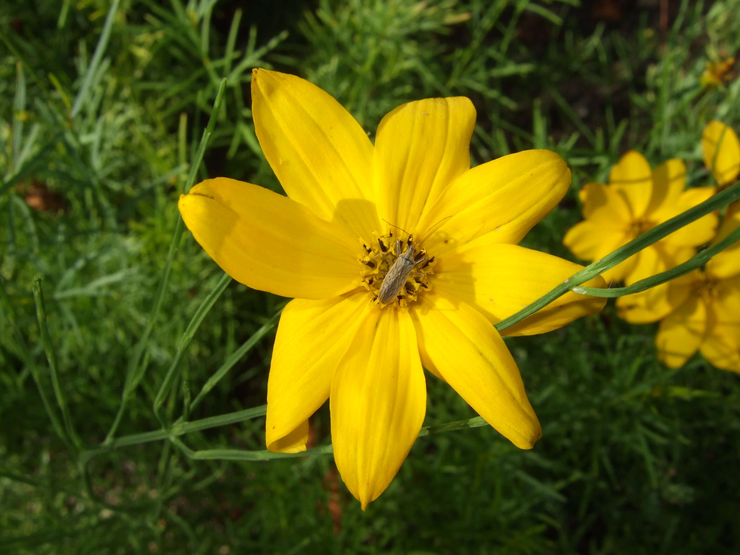 Image of whorled tickseed