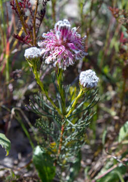 Image of Kraaifontein Spiderhead