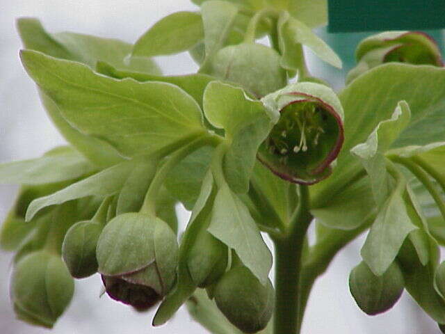 Image of Stinking Hellebore