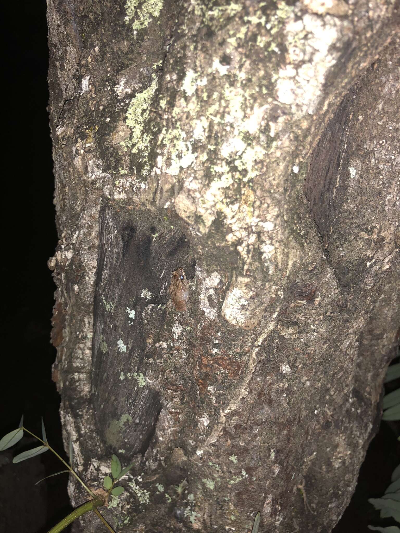 Image of Whistling coqui