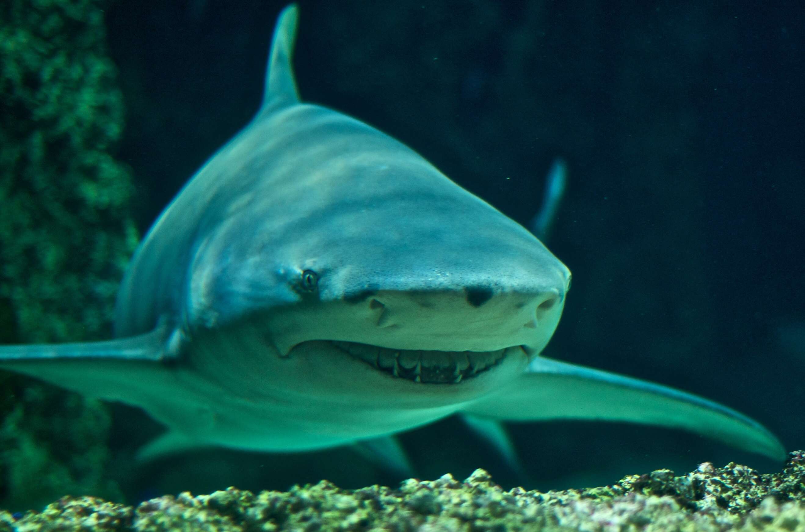 Image of Sharptooth Lemon Shark