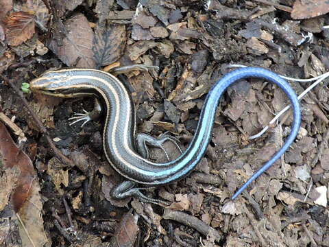 Plestiodon fasciatus (Linnaeus 1758) resmi