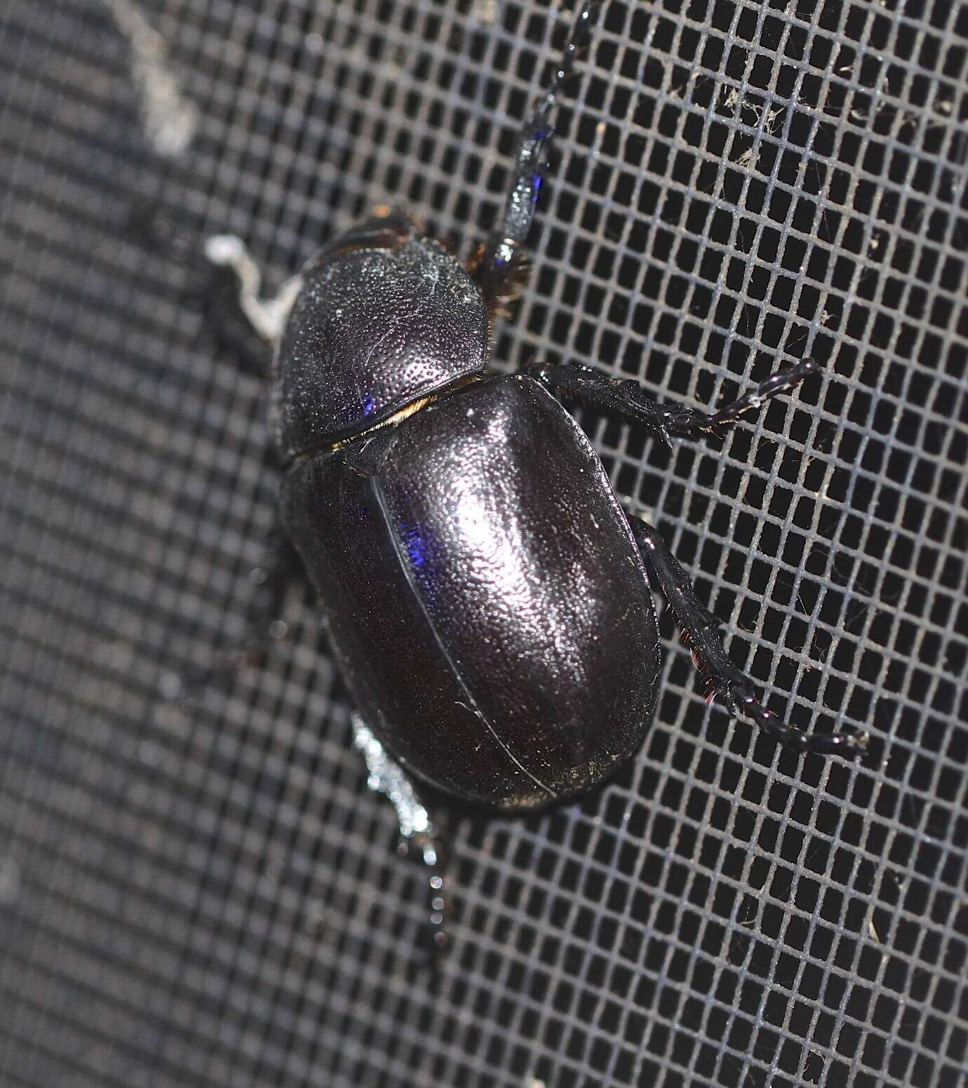 Image of <i>Xylotrupes <i>australicus</i></i> australicus