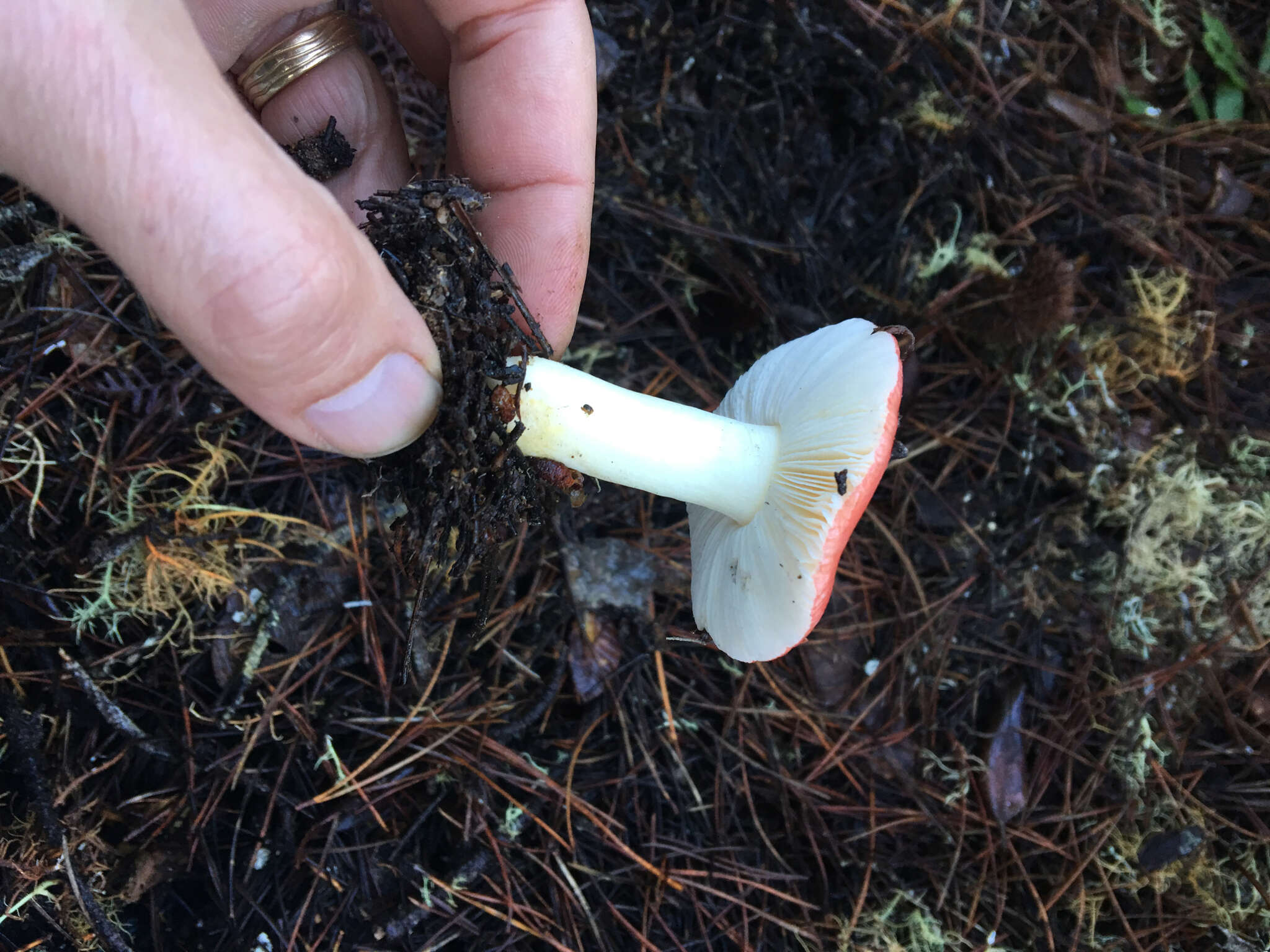 Image of Russula silvicola Shaffer 1975