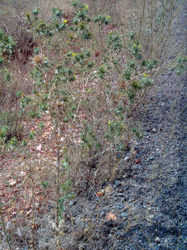 Image of Spanish oyster thistle