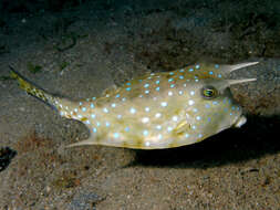 Image of Longhorn cowfish