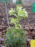 Image of Stinking Hellebore