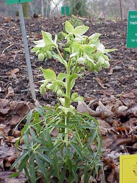 Image of Stinking Hellebore