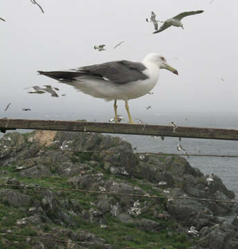 Image of Black-tailed Gull