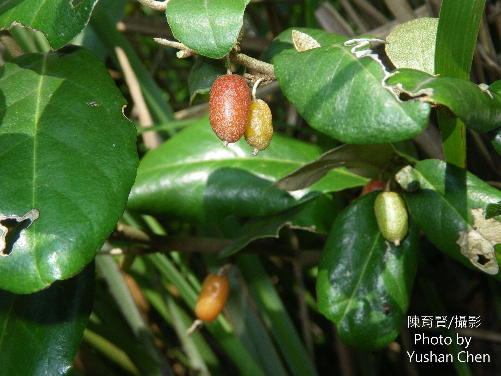 Image of Elaeagnus formosana Nakai