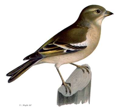 Image of Fringilla Linnaeus 1758