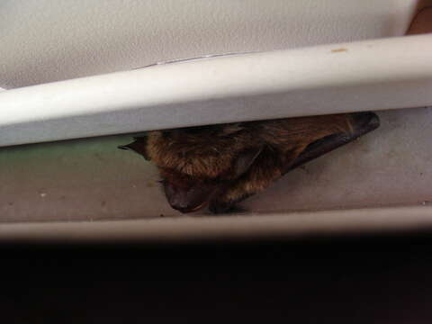 Image of little brown bat