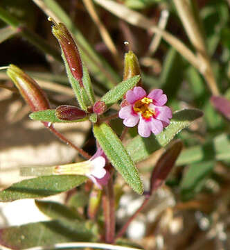 Plancia ëd Mimulus