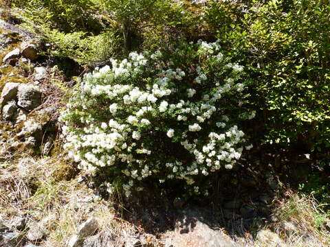 Image of Veronica subfulvida (G. Simpson & J. S. Thomson) Garn.-Jones