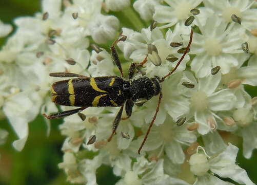 Image of Clytus lama Mulsant 1850