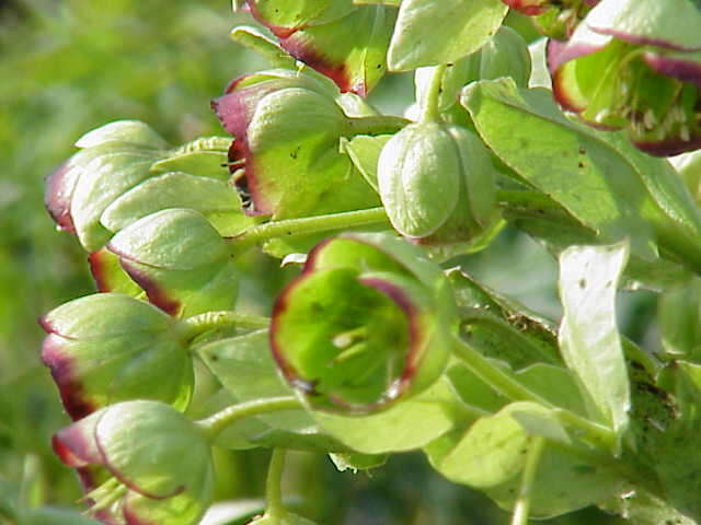 Image of Stinking Hellebore