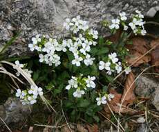 Image de Arabette des Alpes