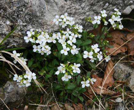 Image de Arabette des Alpes