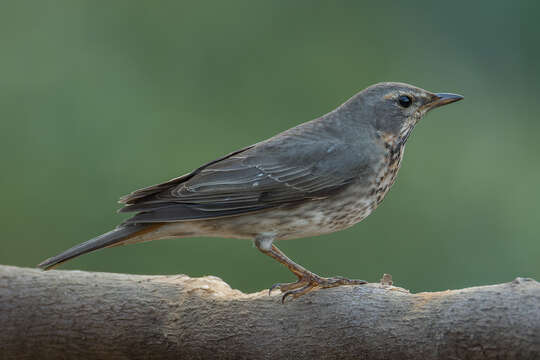 Image of Black-throated Thrush