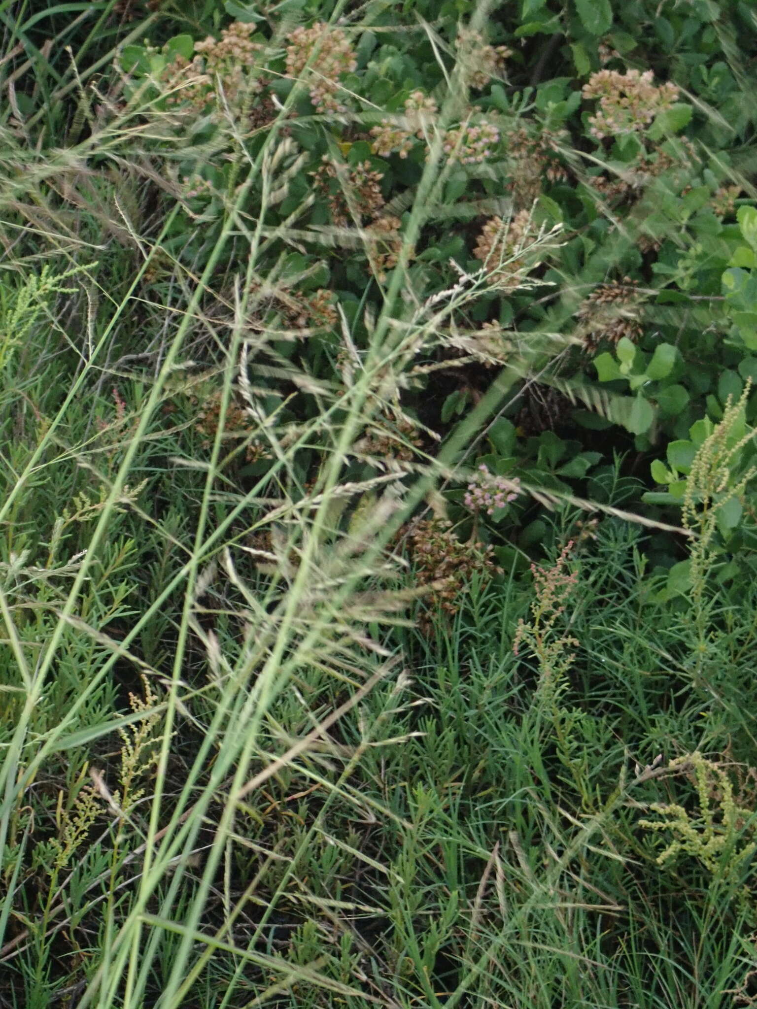 Image of Grass