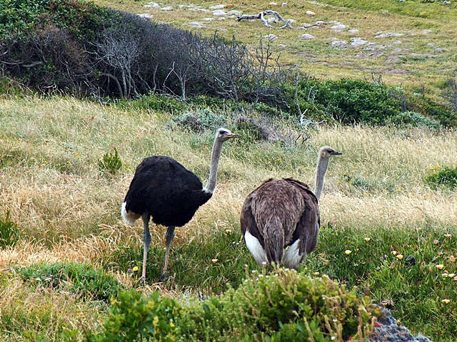 Image of South African Ostrich