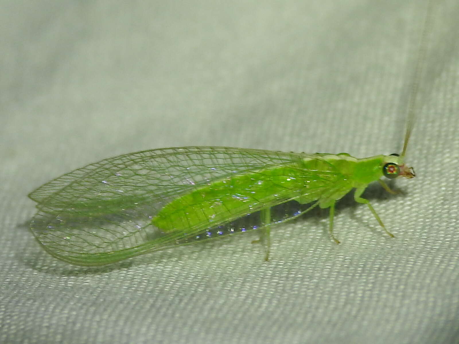 Image of Chrysopodes (Neosuarius) collaris (Schneider 1851)