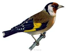 Image of European Goldfinch