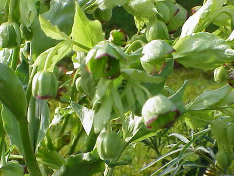 Image of Stinking Hellebore