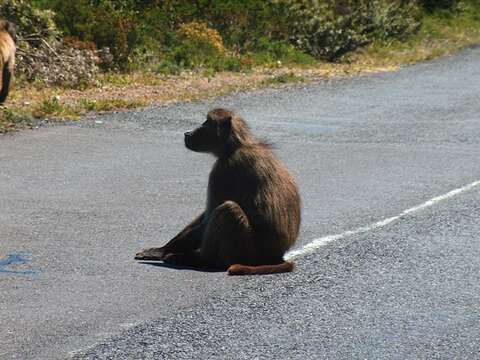 Image of Baboon