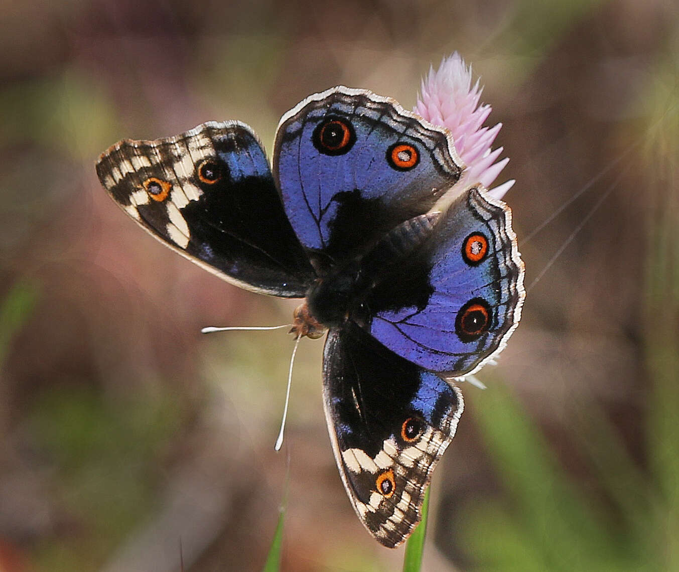 Image of Junonia orithya swinhoei Butler 1885