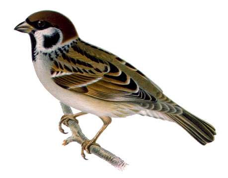 Image of Eurasian Tree Sparrow