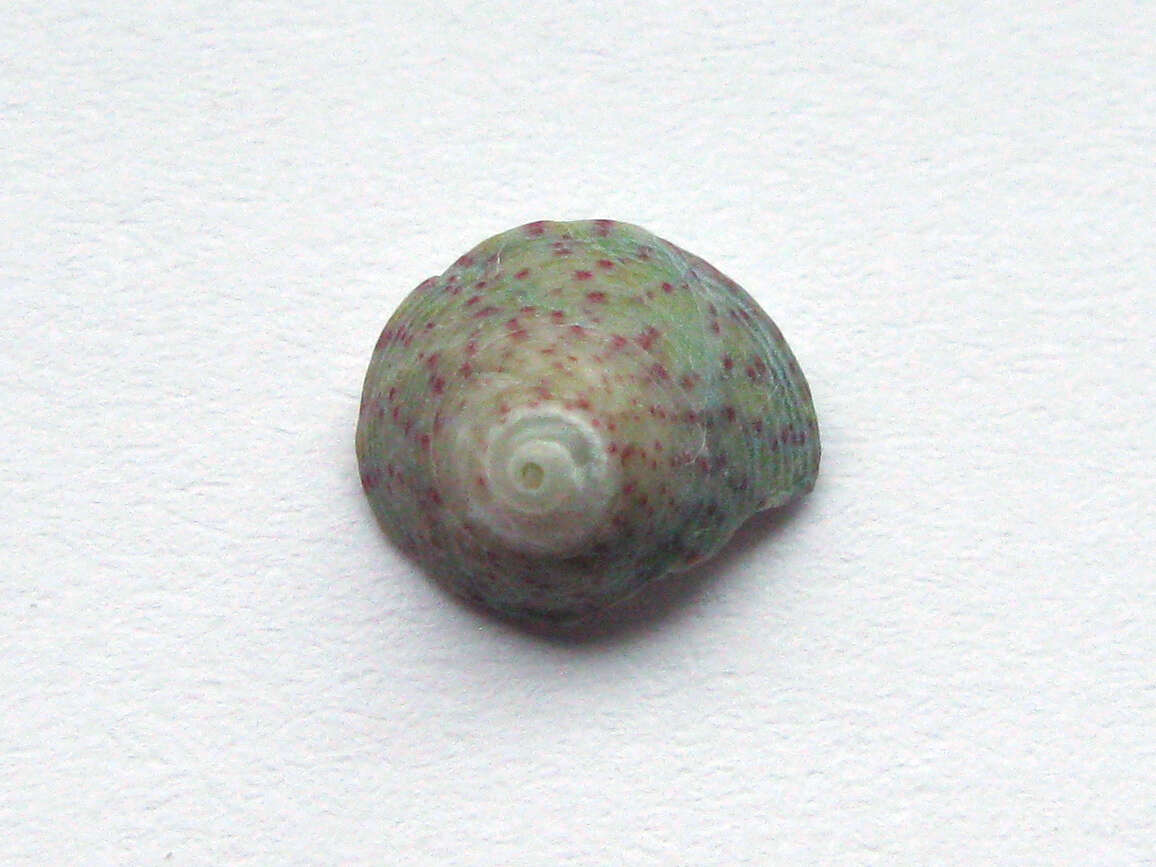 Image of Steromphala divaricata (Linnaeus 1758)