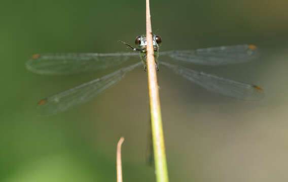 Image of Chalcolestes Kennedy 1920