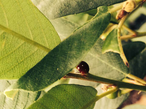 Image of Spotless Lady Beetles