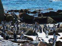 Image of African Penguin