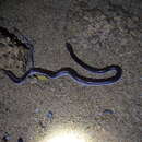 Image of Namibian Wolf Snake