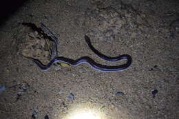 Image of Namibian Wolf Snake