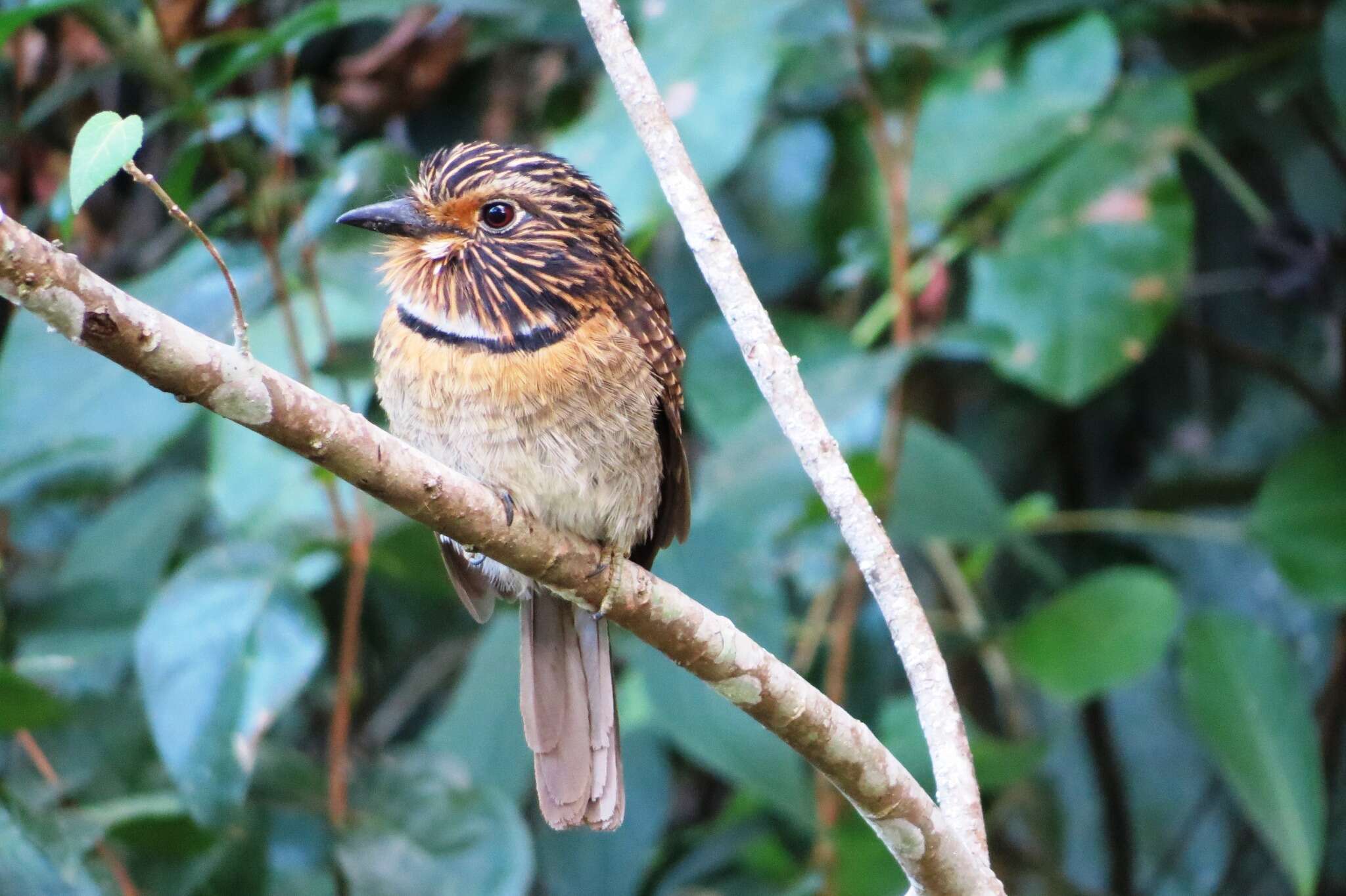 Image of Crescent-chested Puffbird