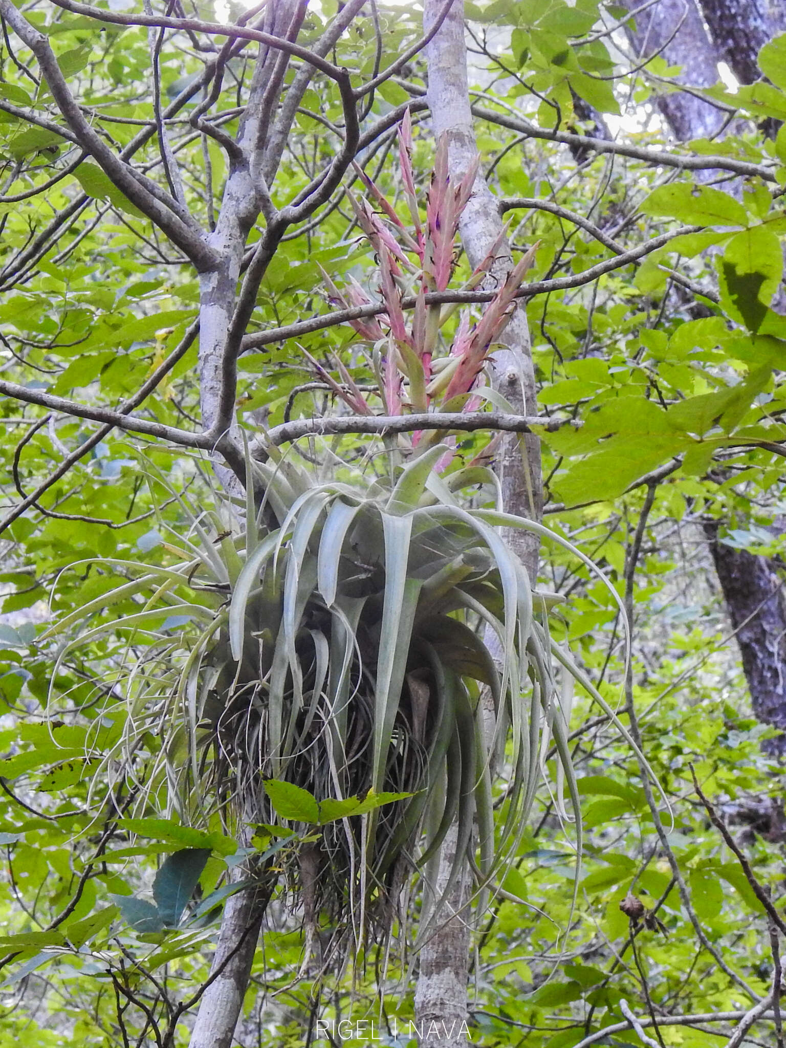 Image of Tillandsia deppeana Steud.