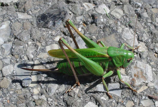 Image of Wart-biter cricket