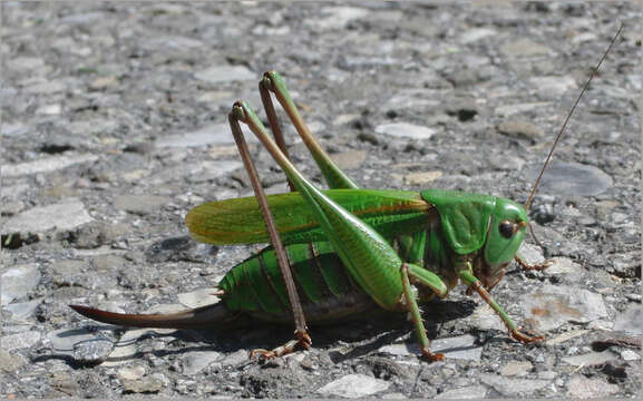 Image of Wart-biter cricket