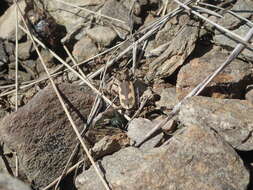 Image of Neocicindela latecincta (White 1846)