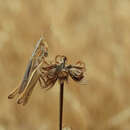 Image de Euchorthippus elegantulus gallicus Maran 1957